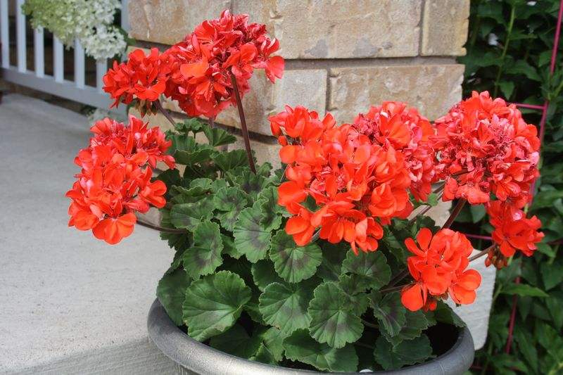 土壤“酸碱平衡”很重要，教你3个方法好调节，尽快开花能赏花