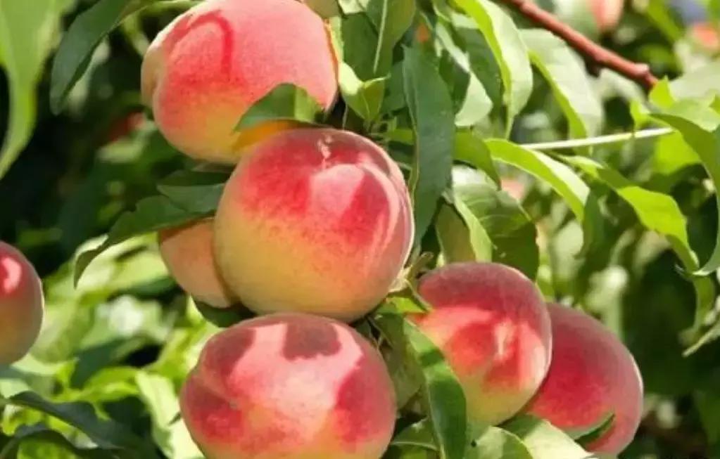 果园管理规章制度,柑橘果树修剪15条铁律