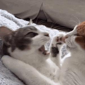 猫乱尿怎么办视频最火,猫乱尿怎么办有什么办法