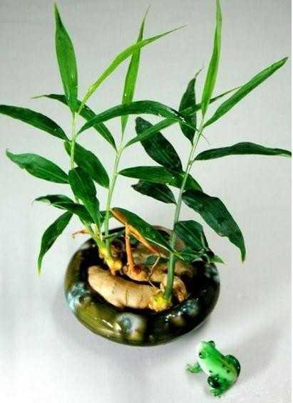 观赏盆栽生姜种植技术,阳台盆栽生姜种植小技巧