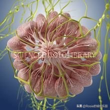 维密超模瘦腰法,维密丰胸细腰翘臀训练