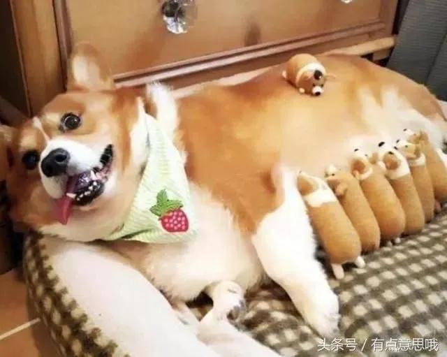 怎样判断狗狗是怀孕还是腹水,狗狗怀孕不吃饭怎么办