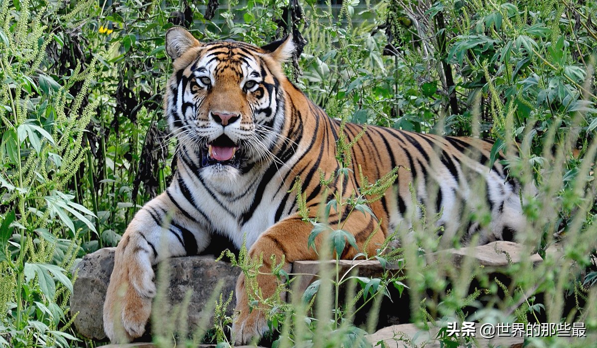 老虎先天优势比狼强,老虎单挑太弱怎么办