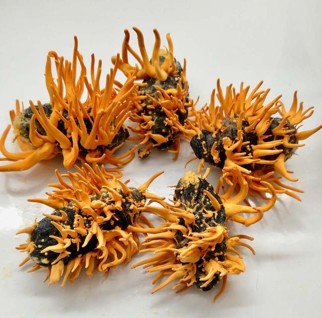 从广西“达妮”出落成“蛹虫草皇”