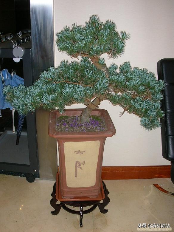 中国盆景艺术,盆景艺术解释