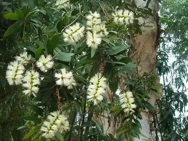 海南常见植物图解视频,海南的树木都有哪些名称