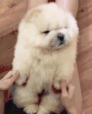 松狮犬染熊猫色宠物店,外国人松狮犬染色成熊猫