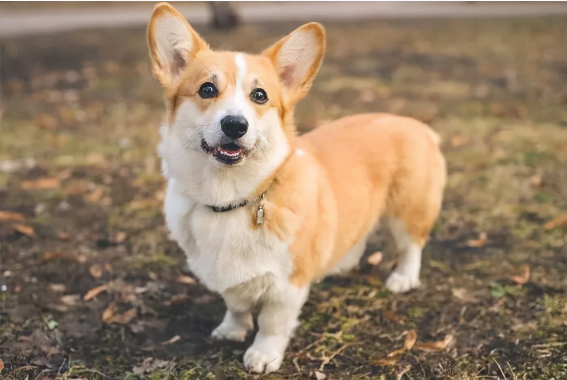 什么狗长不大又可爱便宜,世界上最可爱的狗品种图片