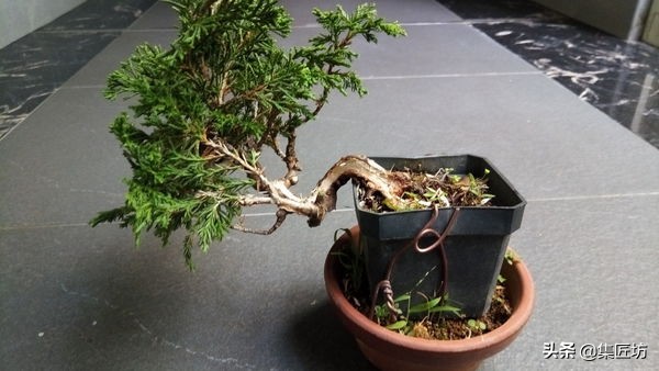 真柏舍利盆景制作图片,真柏舍利盆景造型图片