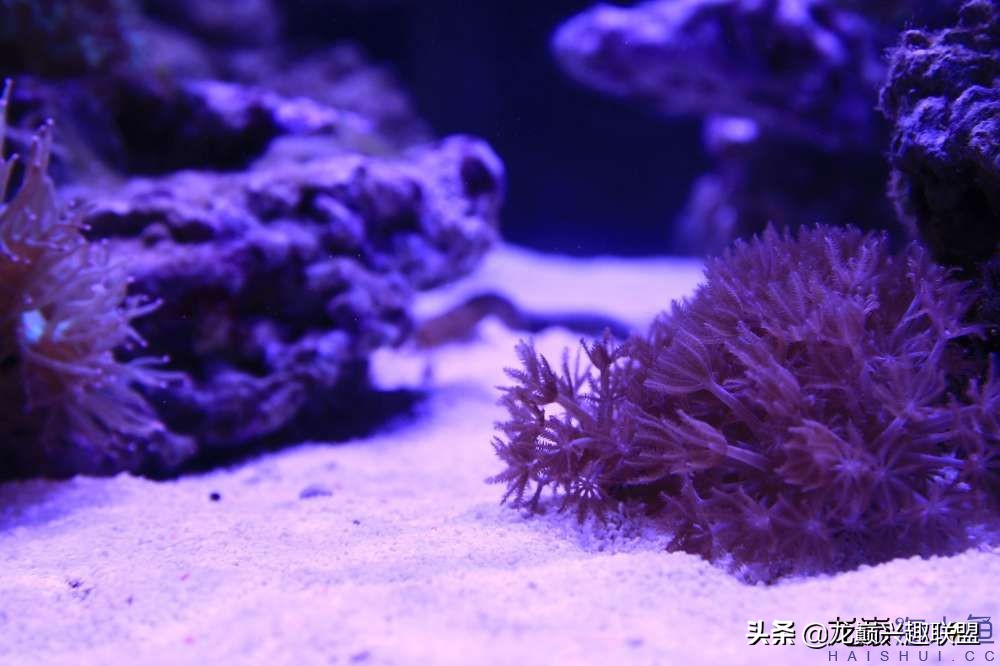 从零开始玩海缸的方法,从零开始玩海缸全过程