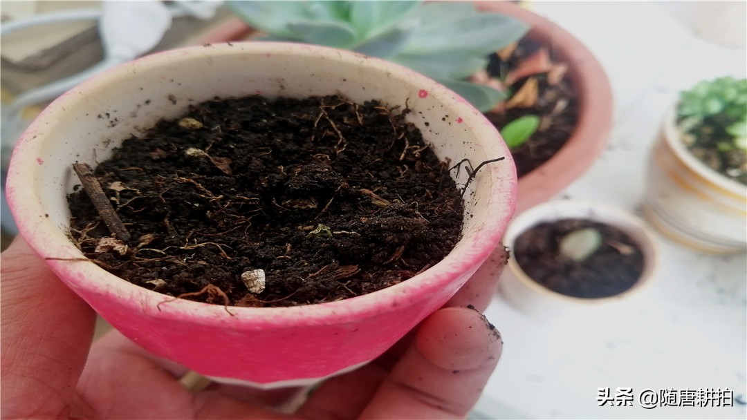 银毛球怎么繁殖,银毛球怎么养护