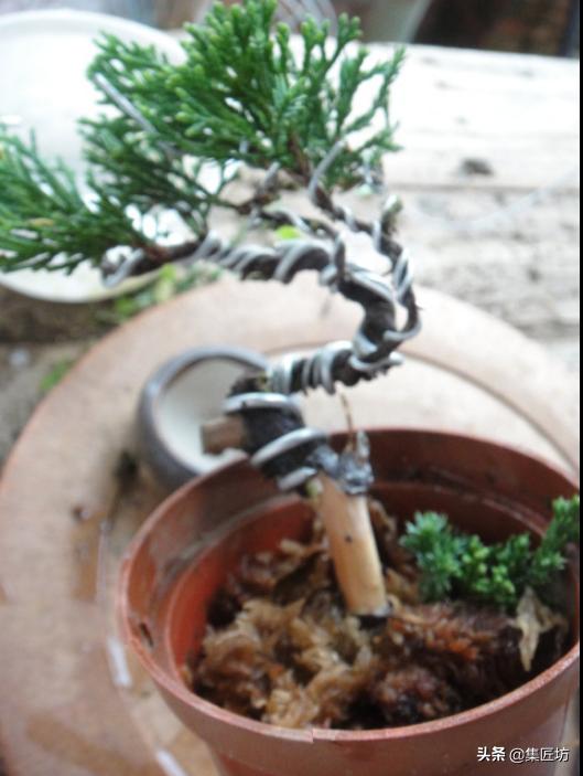 真柏舍利盆景制作图片,真柏舍利盆景造型图片