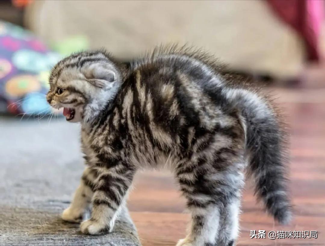 猫咪绝育之后反而乱尿怎么办,猫咪从不乱尿突然乱拉咋回事