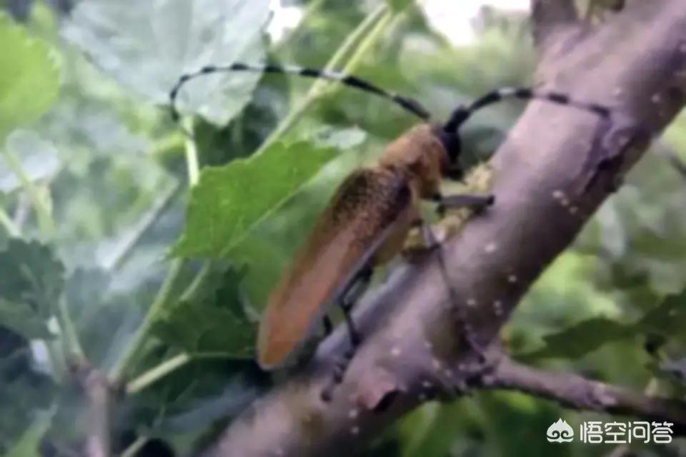 如何消灭果树中的虫,果树蛀虫怎么治最有效