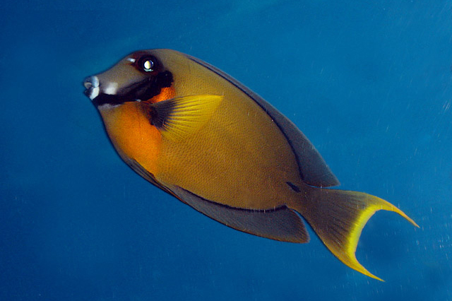 十大最好看的观赏鱼图片大全,十种最漂亮的观赏鱼图片