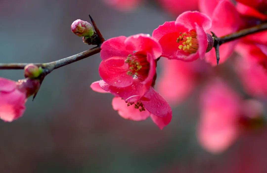 太原迎泽公园3月份看花,迎泽公园看花