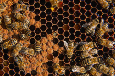 蜂群加继箱的方法,蜂群换王台