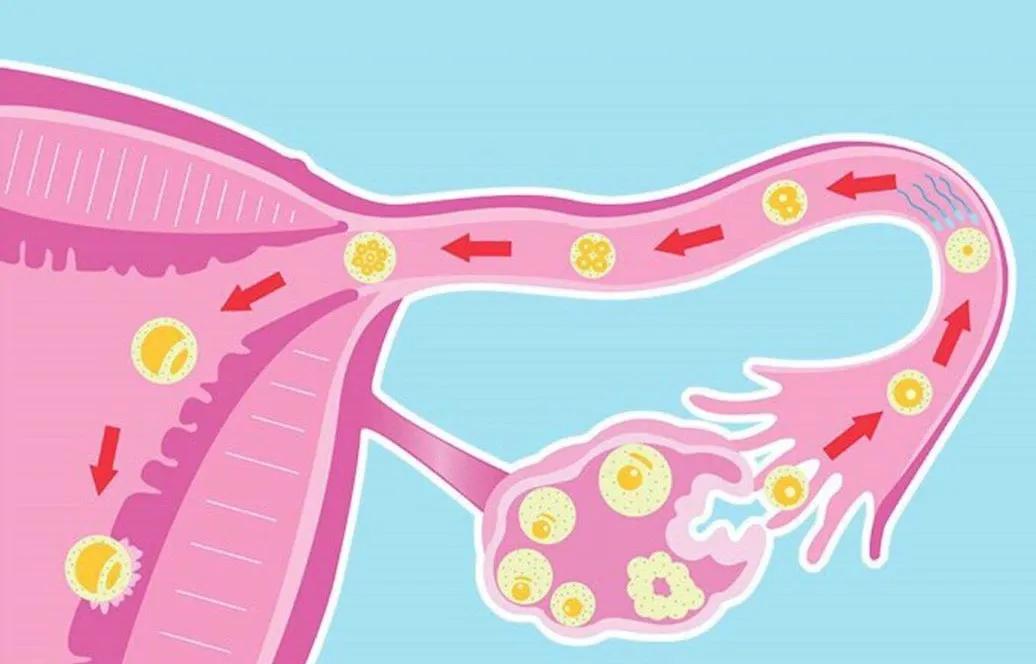 28岁女打黄体酮,卵巢早衰打黄体酮能来月经吗