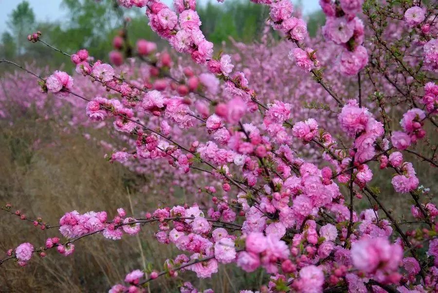 看到花的时候,不知是什么花?那就收下这份百花图谱