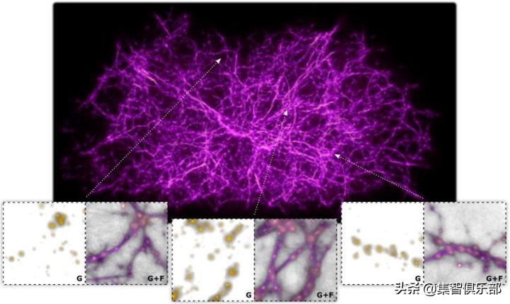 小小黏菌，大大智慧：预测星系间暗物质网络的黏菌算法