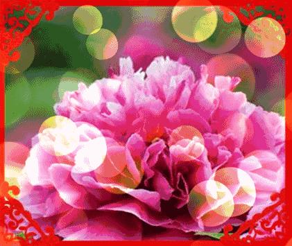 感恩节到了感谢爸爸妈妈的养育,感恩节要到了感谢父亲的养育之恩