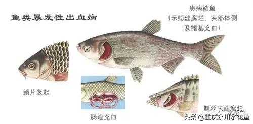 鱼出血病的防与治,鱼类出血性疾病
