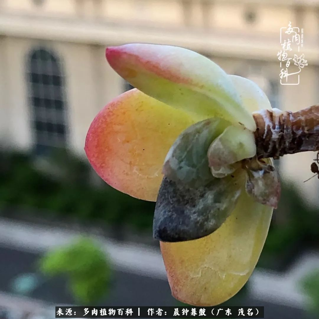 轻轻地告诉你，我的多肉也曾美过，不信你看看