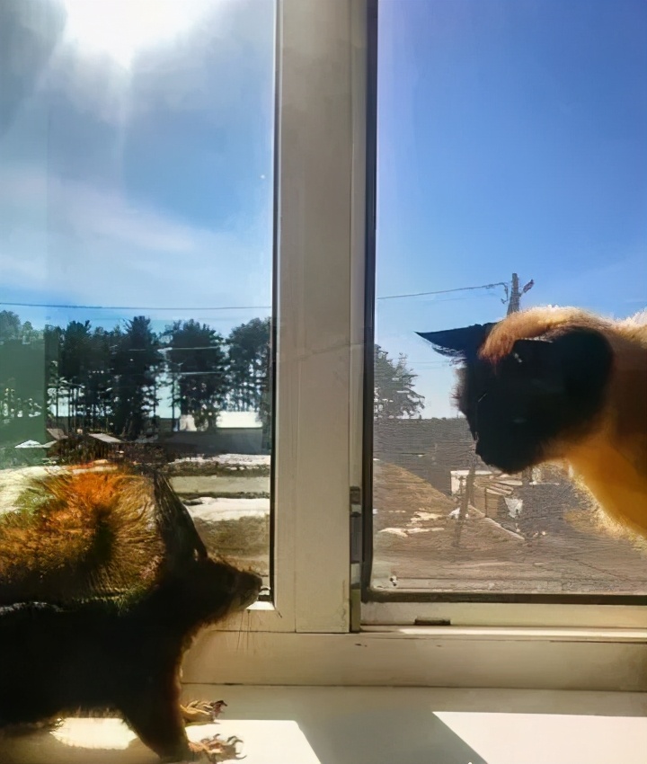 猫咪为什么喜欢趴窗台上睡,为什么猫咪喜欢趴在窗台上睡觉