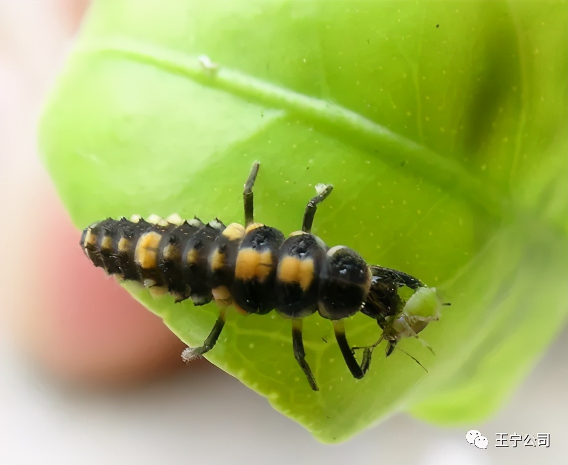 玉米上的虫害打什么药,玉米虫害防治口诀谚语