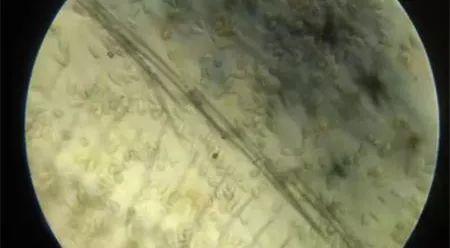 南美白对虾进食慢是什么原因,南美白对虾慢料解决方案