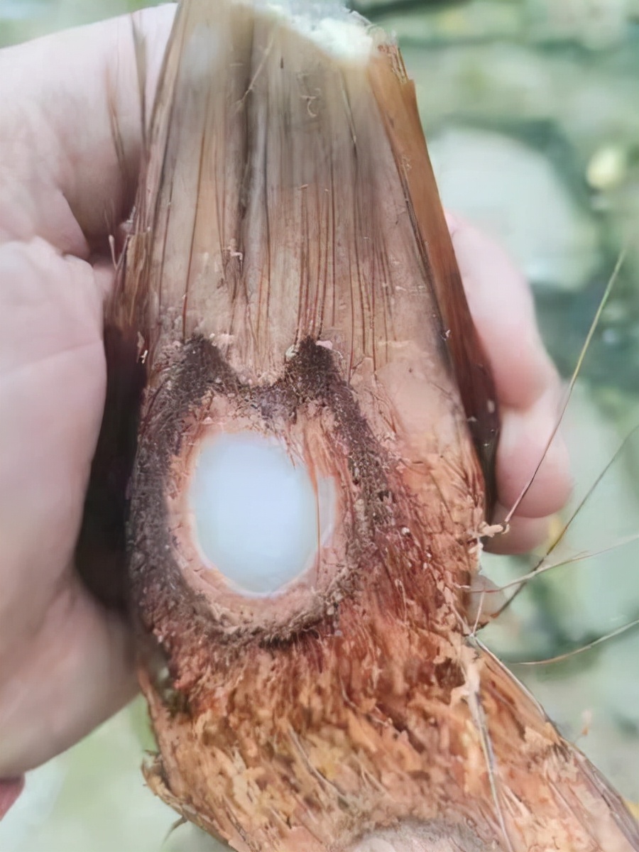 这种长在树上的“天马流星锤”,果实真的像极了“QQ糖”