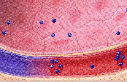 缺铁性贫血打蔗糖铁效果好吗,缺铁性贫血铁吸收障碍的原因
