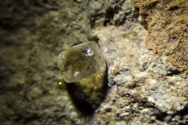 见到这种植物一定要珍惜,能找到钻石的植物