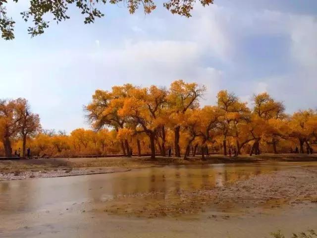 杨树的简介,杨树的全部作品