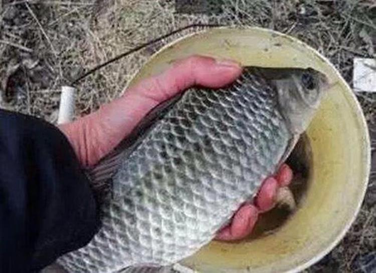 黑坑水底浆层如何处理,黑坑浆层太厚小药加多少