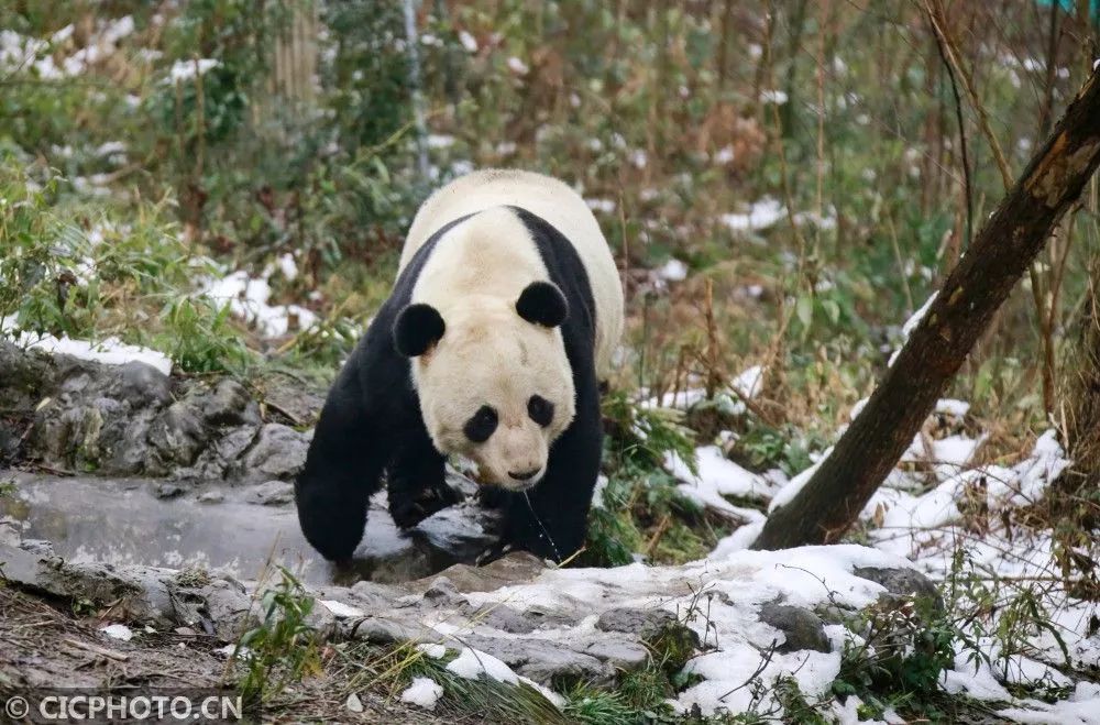 华蓥山最高海拔多少,华蓥山在四川算大的吗