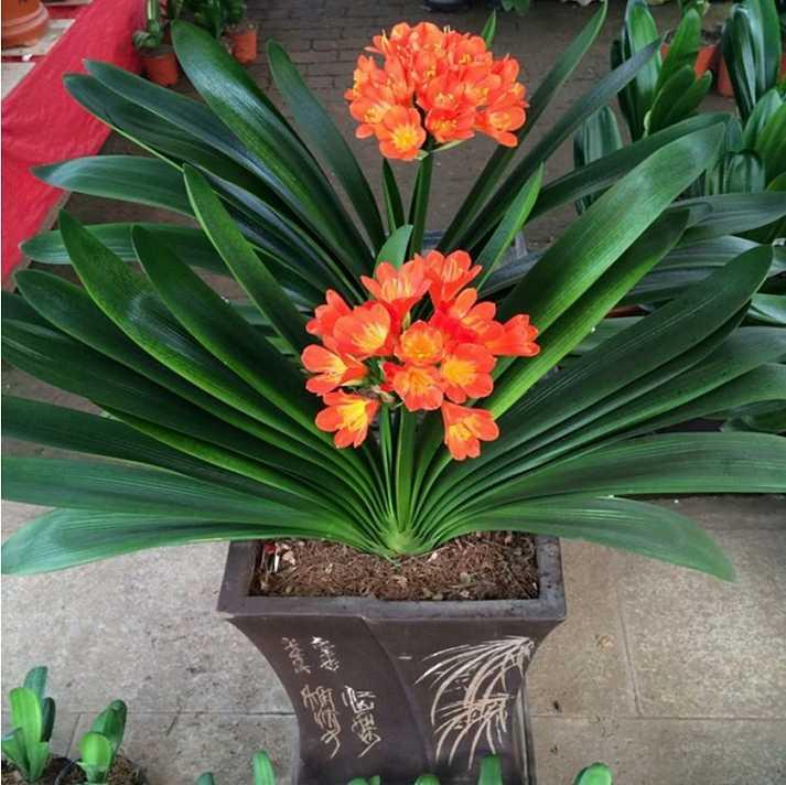 让君子兰爆小植株的方法，轻松获得多盆君子兰！