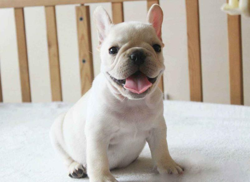 法斗犬喜欢叫吗,法斗犬讨人嫌