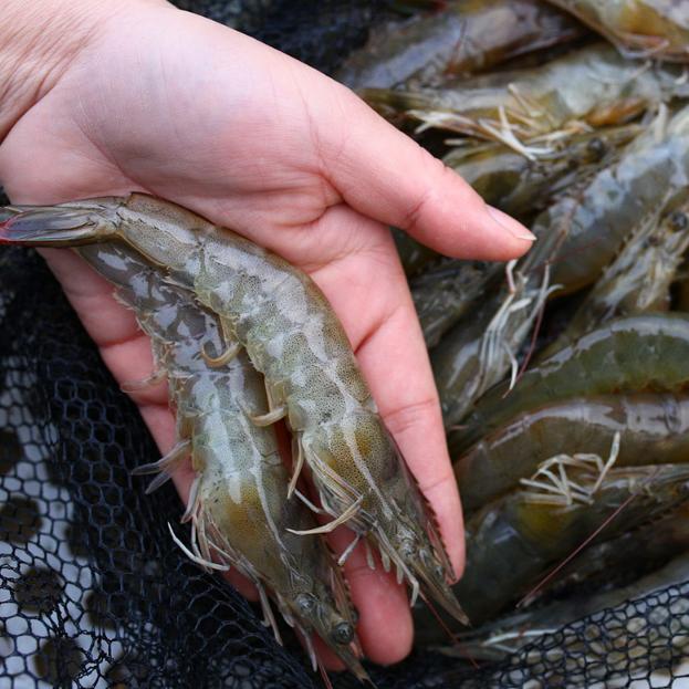 大虾活的怎么挑虾线,大虾挑虾线的正确方法