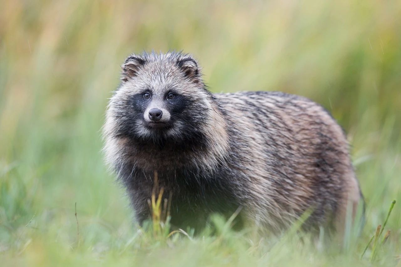 东亚貉,东亚貉入侵欧洲