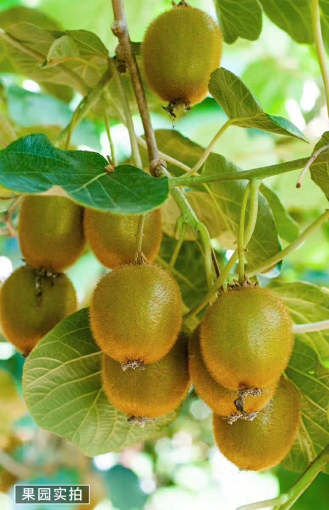 陕西秦岭的毛桃,秦岭毛毛桃在哪里