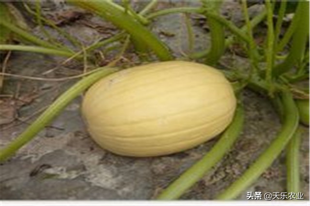 金丝瓜的种植方法和注意事项,金丝瓜种植时间和方法