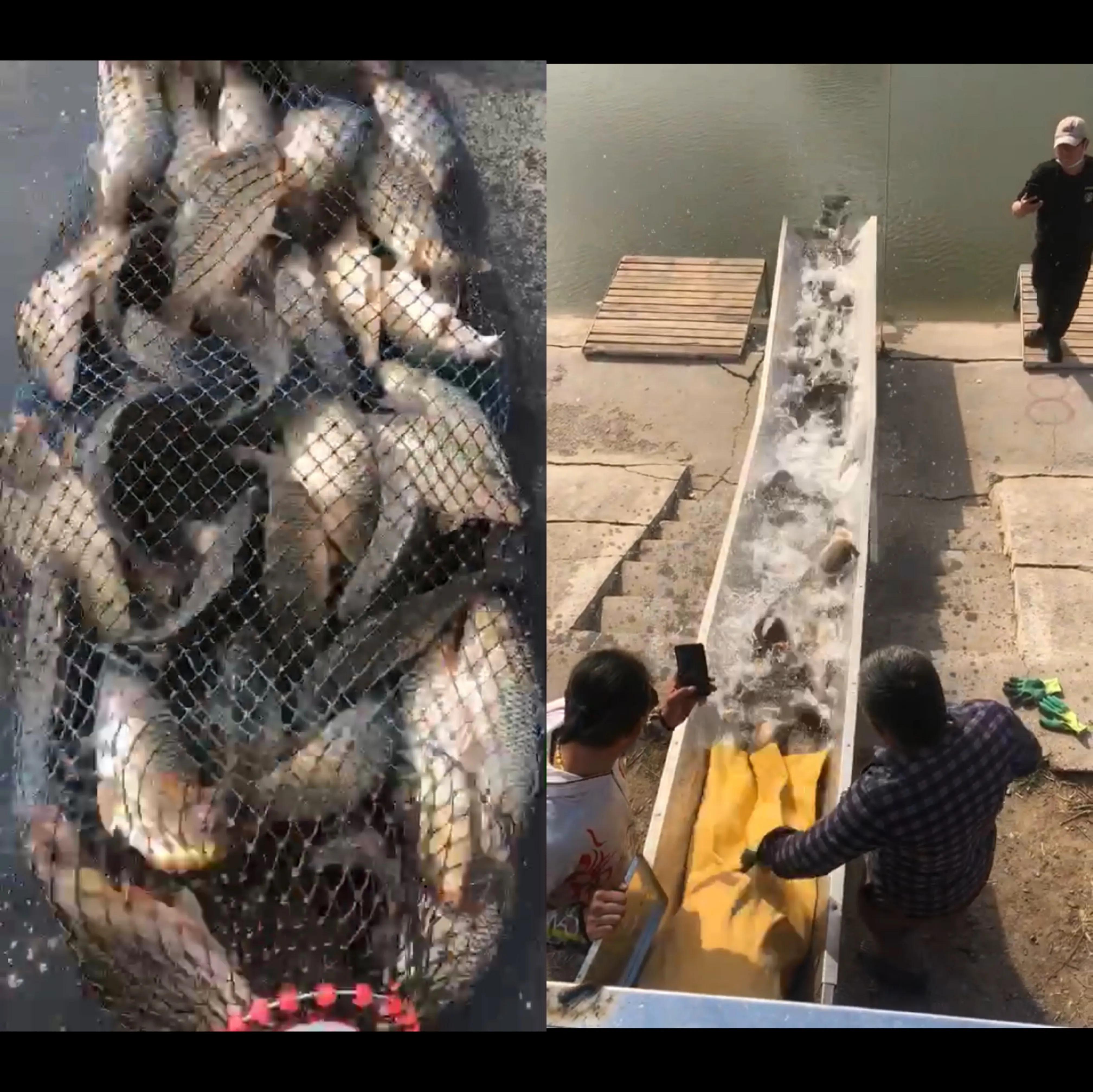 浅谈海钓,浅谈钓海鲈