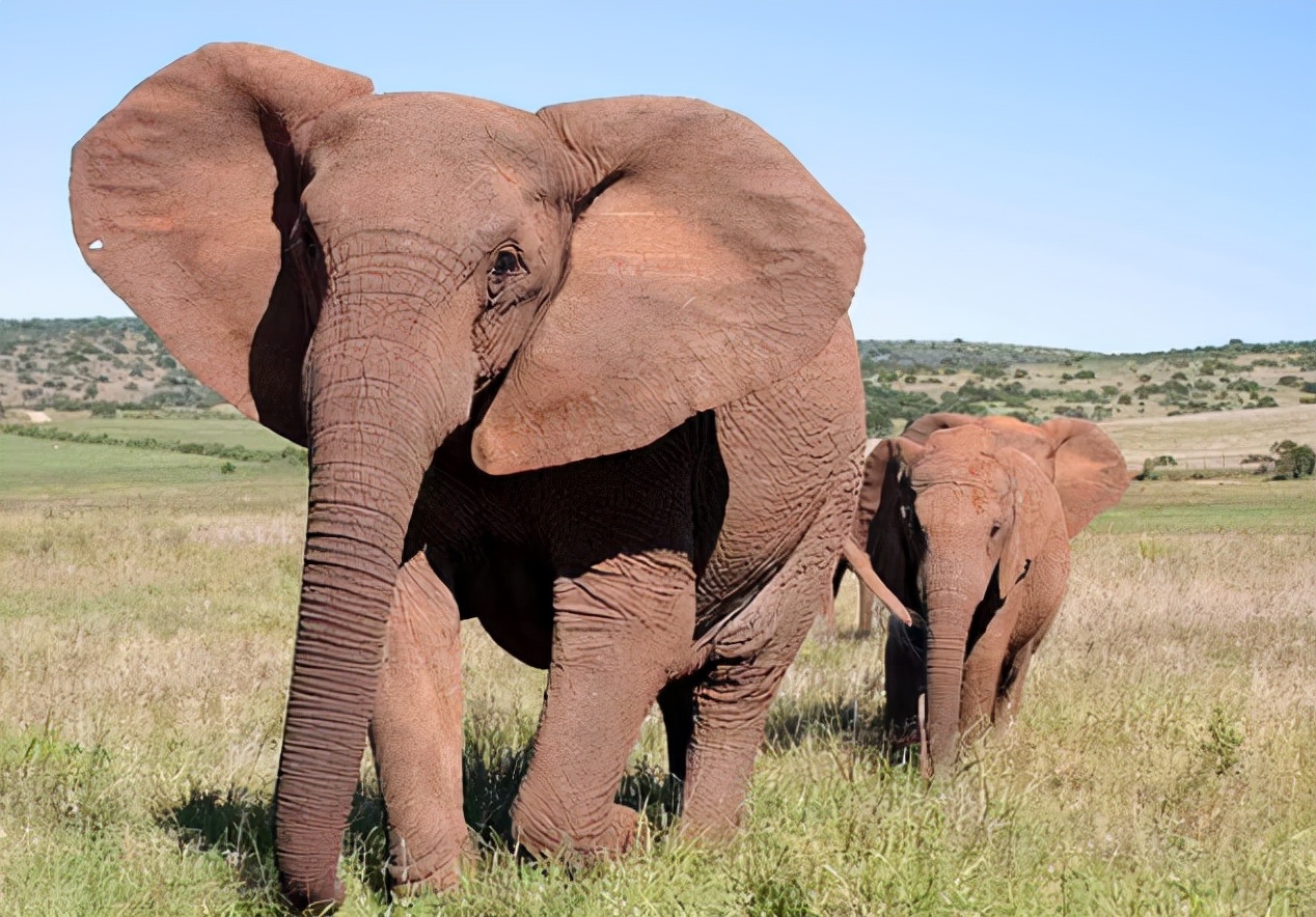 不让长象牙就胎死腹中!非洲公象这种致命基因,人类竟然也有