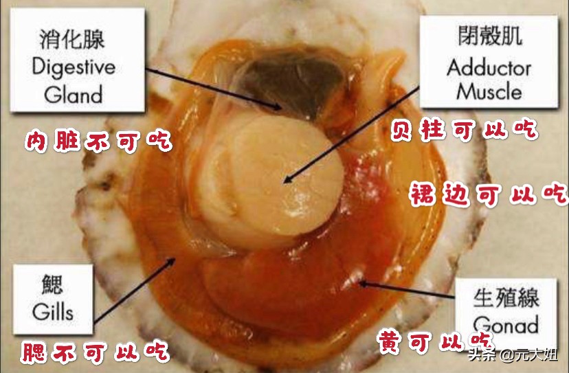 不要错过海鲜季节表,一年四季海鲜时间表
