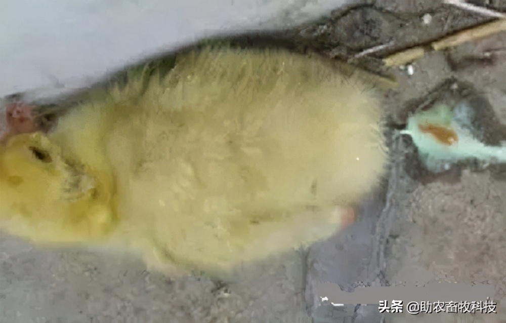 鹅肠道病的症状与治疗,快速判断鹅病的四种方法
