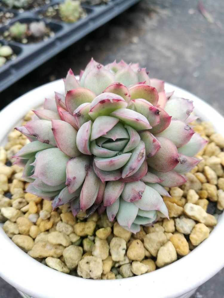 误打误撞的多肉情缘,带我走进多肉小世界!