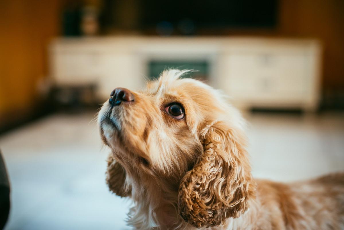 狗狗总是像很热一样喘是怎么回事,狗狗总是喘粗气是怎么回事