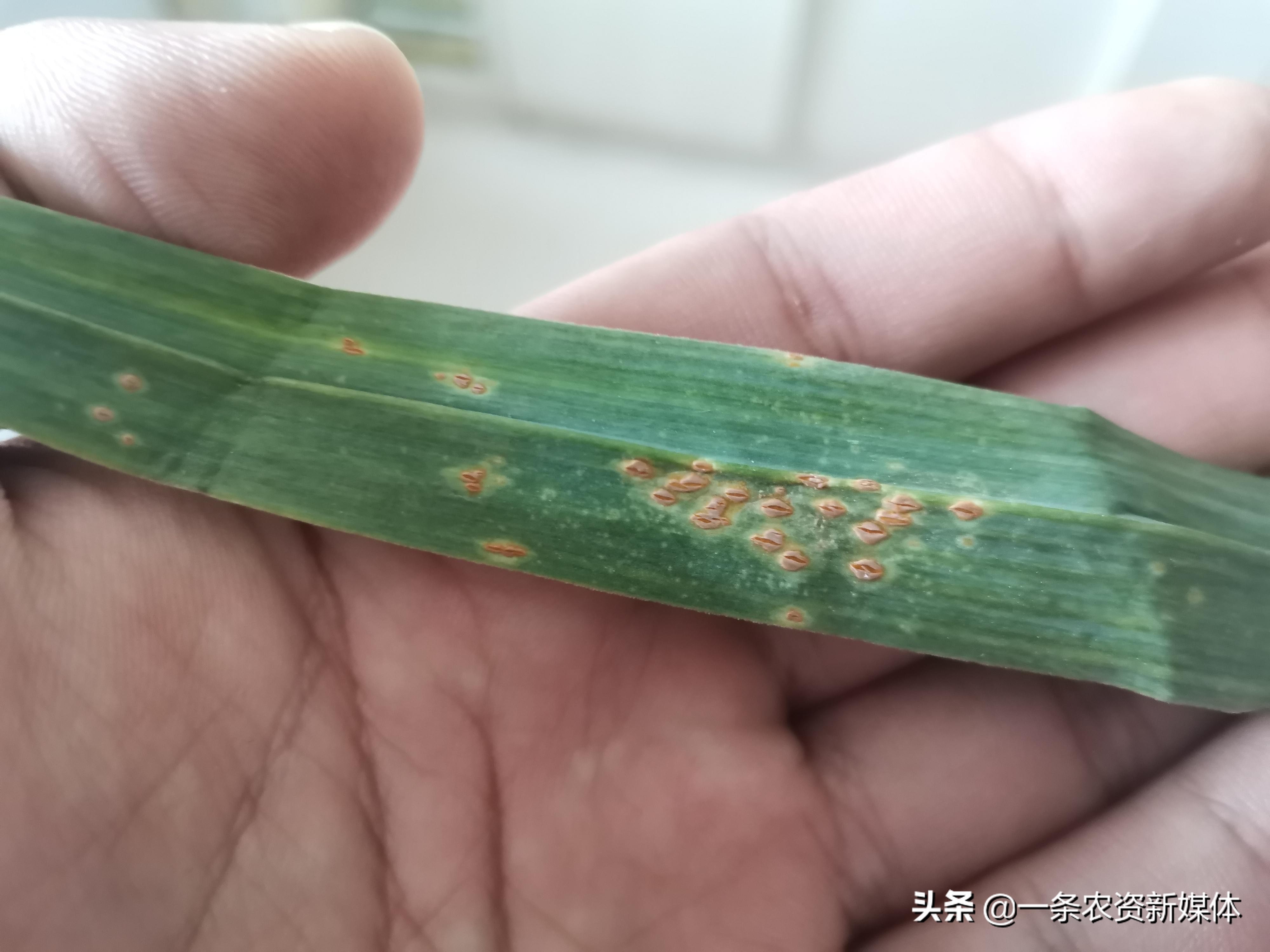 大蒜锈病防治方法和窍门