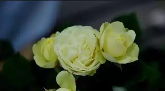 100种玫瑰的名字和图片,100种玫瑰品种科普你都认识吗